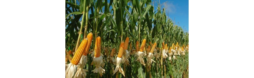 Cortes de maíz